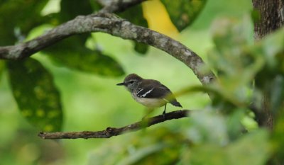 White-fringed Antwren