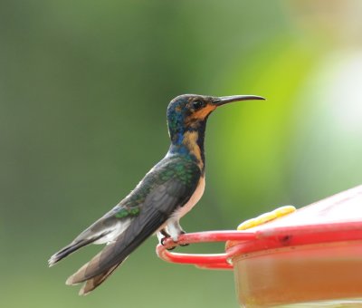 White-necked Jacobin (immature male)