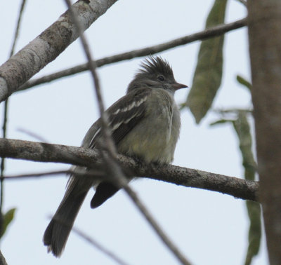 Yellow-bellied Elaenia