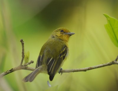 Yellow-breasted Flycatcher