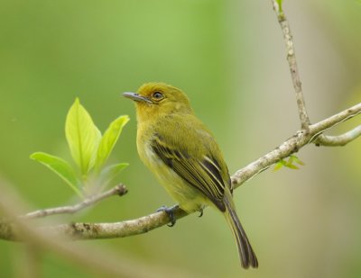 Yellow-breasted Flycatcher