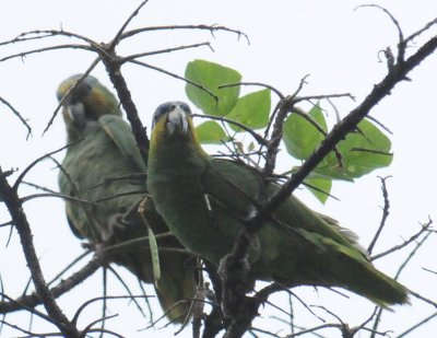 Orange-winged Parrot