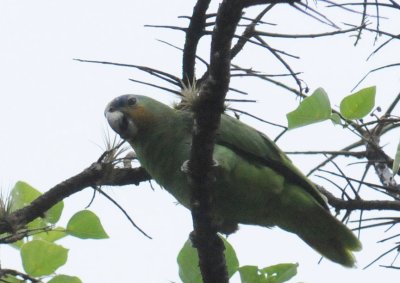 Orange-winged Parrot