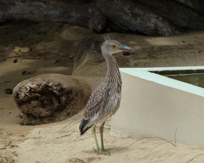Yellow-crowned Night_Heron (immature)
