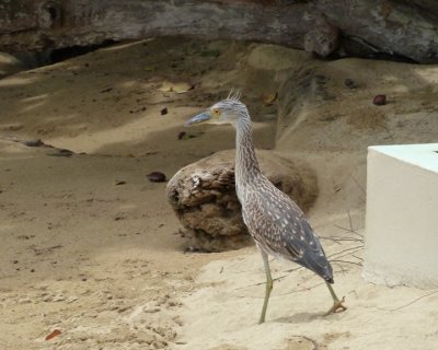 Yellow-crowned Night-Heron (immature)