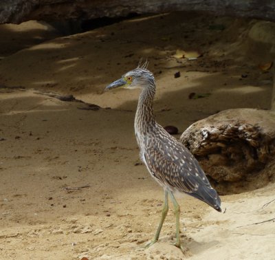Yellow-crowned Night-Heron (immature)