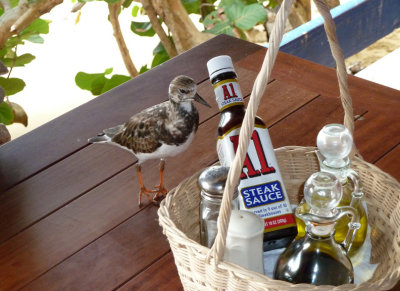 Ruddy Turnstone and A1 Sauce
