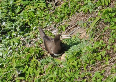 Brown Booby