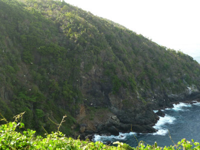 Little Tobago Red-billed Tropicbirds