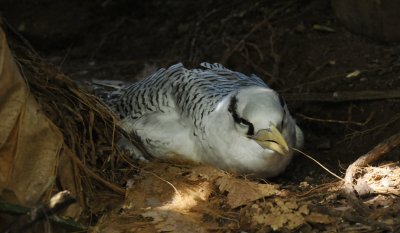 Red-billed Tropicbird (chick)