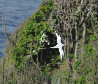 Red-billed Tropicbird