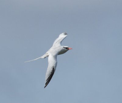 Red-billed Tropicbird