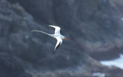 Red-billed Tropicbird