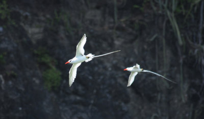 Red-billed Tropicbird