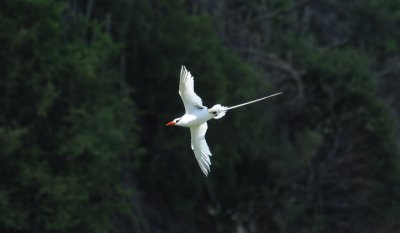 Red-billed Tropicbird