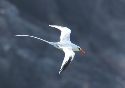 Red-billed Tropicbird