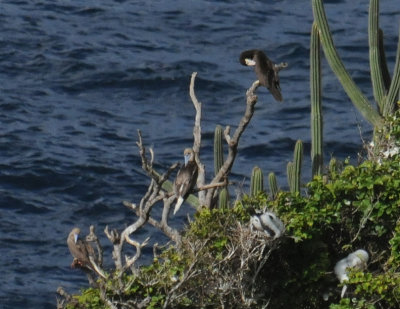 Red-footed Booby (2) & Brown Booby