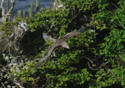 Red-footed Booby