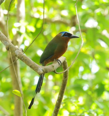 Trinidad Motmot