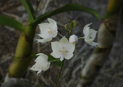 Virgin Orchid