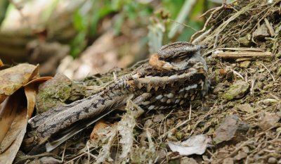 White-tailed Nightjar