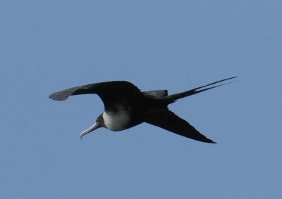 Magnificent Frigatebird