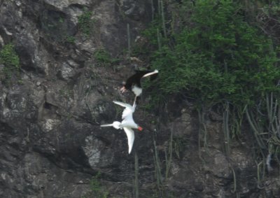 Magnificent Frigatebird attacking Red-billed Tropicbird