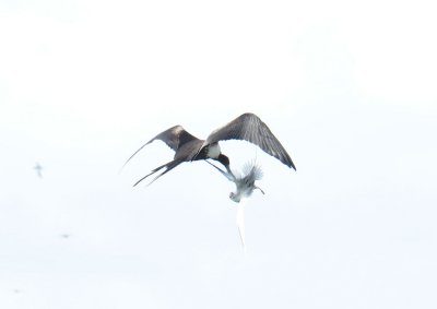 Magnificent Frigatebird attacking Red-billed Tropicbird