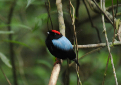Blue-backed Manakin (male)