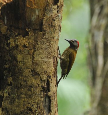 Golden-olive Woodpecker