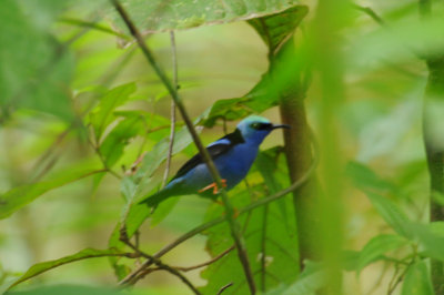 Red-legged Honeycreeper (male)
