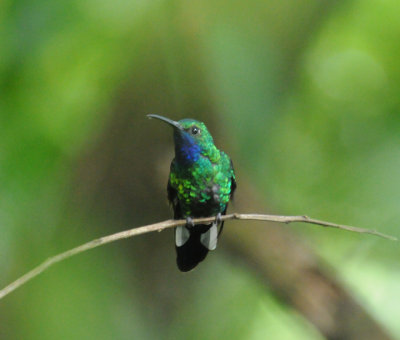 White-tailed Sabrewing