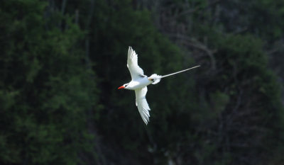 Red-billed Tropicbird