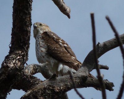 Cooper'sHawk (Juvenile)