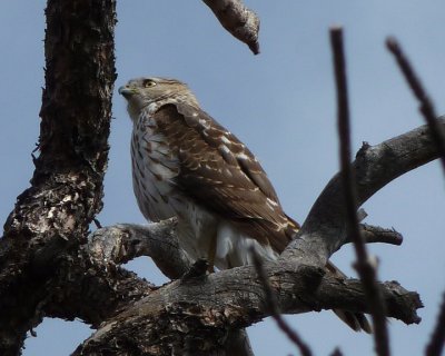 Cooper's Hawk (Juvenile)