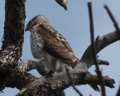 Cooper's Hawk (Juvenile)