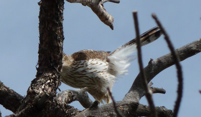 Cooper'sHawk (Juvenile)