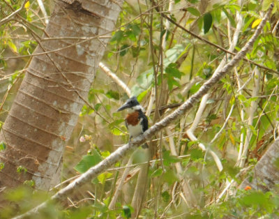 AmazonKingfisher(M)4079.2012.0325.jpg