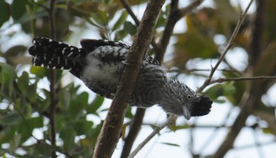 BarredAntshrike(M)2002.2012.0321.jpg