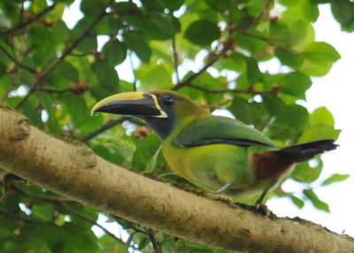 Blue-throatedToucanet1860.2012.0321.jpg