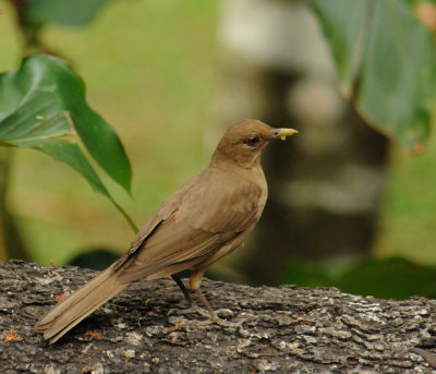 Clay-coloredThrush2926.2012.0323.jpg