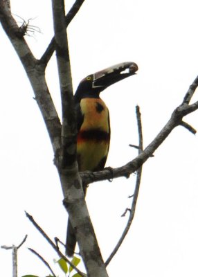 CollaredAracari4477.2012.0326.jpg