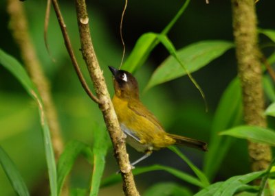 CommonBush-Tanager2738.2012.0323.jpg