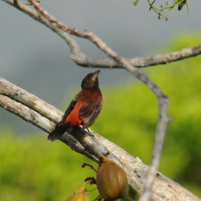 Crimson-backedTanager1313.2012.0320.jpg