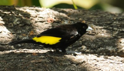 Flame-rumpedTanager2993.2012.0323.jpg