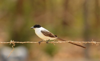 Fork-tailedFlycatcher4086.2012.0325.jpg