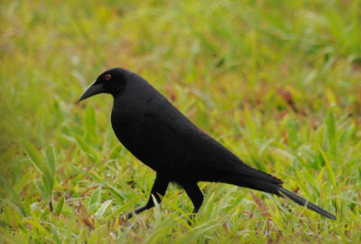 GiantCowbird2246.2012.0321.jpg