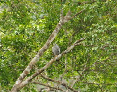 GrayHawkzwo4500.2012.0326.jpg