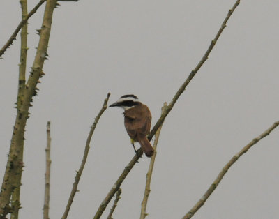 GreatKiskadee3516.2012.0324.jpg