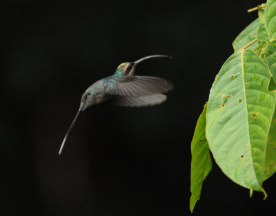 GreenHermit2781.2012.0323.jpg